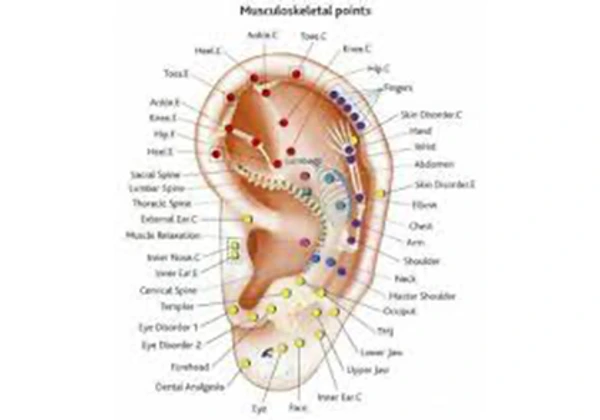 Oor-reflexologie & Acupunctuur - Heeel-Reflex Nijverdal