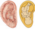 Oor-reflexologie & Acupunctuur - Heeel-Reflex Nijverdal